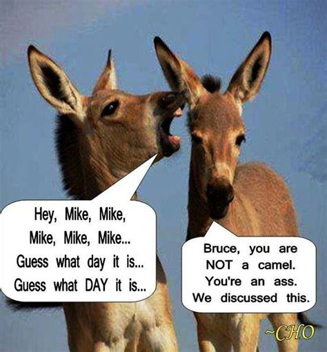 They were domesticated thousands of years ago and have camels can survive in harsh environments. LOL...Hump Day Humor "Hey Bruce, Your an Ass Not a Camel ...