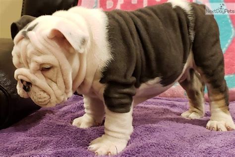 English bulldog puppy for sale puppies such as the english bulldog pictured above are a rare find. Matthew: English Bulldog puppy for sale near Minneapolis / St Paul, Minnesota. | 2d973531-edd1