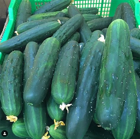 Once they germinate, the temperature can be lowered to around 75°f. Marketmore 76 Cucumber