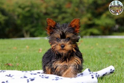 Adottare un cucciolo gli garantirà una vita colma d'amore. Allevamento Yorkshire - Vendita cuccioli Yorkshire