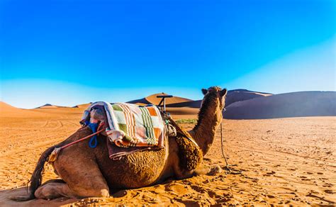 A sand dune is a small ridge of hill of sand found in a desert or on top of a beach. Sahara Camel Ride and Picnic, Zagora, M'hamid - Kated