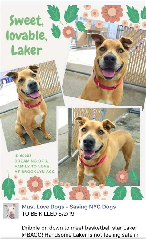 All of our puppies are priced as pets only, if you are interested in breeding rights it is an additional $500 and only to homes i pre approve. 5/7/19 NEW UPDATE: LARKER PULLED BY POUND HOUNDS RESQ! IJ2 🆘🆘PRECIOUS INNOCENT LAKER LISTED TO ...