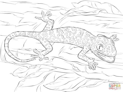 Here you can explore hq tokay gecko transparent illustrations, icons and clipart with filter setting like size, type, color etc. Realistic Tokay Gecko coloring page | SuperColoring.com