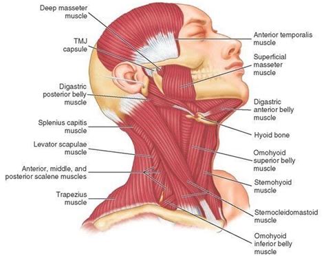 There are two, situated on the upper back, on top of the rib cage. 44 best images about MUSCLES AND ANATOMY on Pinterest ...