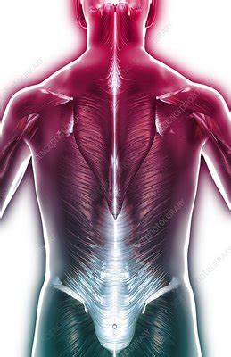 Upper region of medial border and superior angle of scapula. The muscles of the upper body - Stock Image - C008/2503 - Science Photo Library