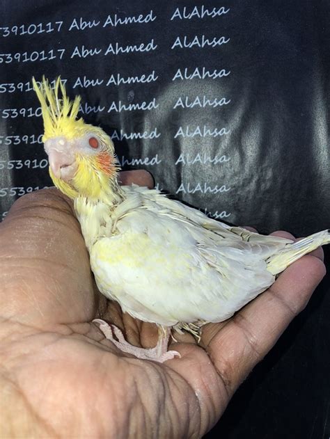 How much is a cockatiel at petco? Pin by Abdulrahman on Cockatiels | Cockatiel, Animals, Bird