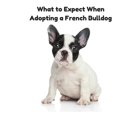We recommend bookmarking this page and visit regularly to be kept up. What to Expect When Adopting a French Bulldog | French ...