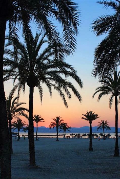 We did not find results for: El Arenal Majorca Spain at Sunset | Palm trees, El arenal ...