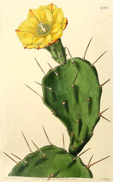 Acrylic paint with a gloss finish. Cactaceae genera - Opuntia Mill.