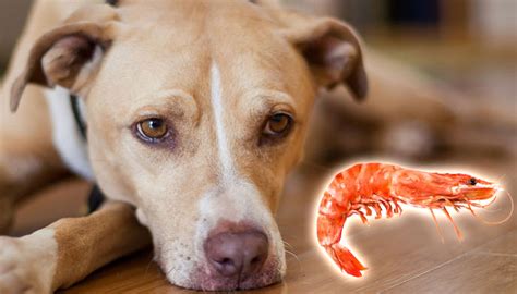 Should i serve my dog raw or cooked zucchini? Can Dogs Eat Shrimp? Very Important Food Guide - CanDogEat.net