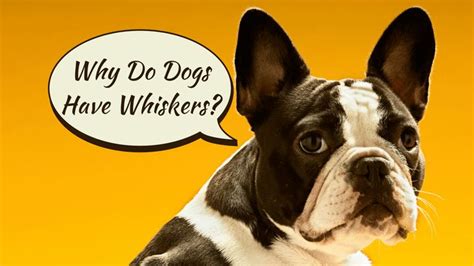 Why are they so much harder and more rigid than other hairs? Why Do Dogs Have Whiskers? - Animals | Katalay.net