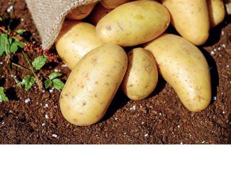 Potato starch products are essential in the food, paper, adhesives, building and textile industries. Potato Starch | Ciranda