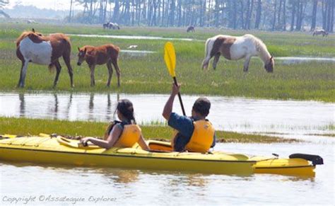 Assateague inn 107a is the only apartment at the assateague inn. Assateague kayak rentals (With images) | Kayak rentals ...