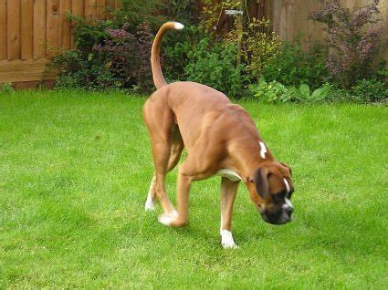 I hope you are not planning on doing it yourself as would be extremely painful some people do choose crop and dock their boxer's ears and tail. Do you believe in dog?: Size matters. 'Specially when it ...