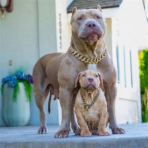 Chó pit bull nhà nuôi vồ đến chết bé. Tổng hợp hình ảnh chó Pitbull thuần chủng đẹp, ngầu chất nhất