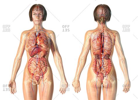 We will start by describing the superficial muscles of the back. Skeleton Back Bones Diagram - Spine System Stock ...