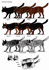 Image Australian Cattle Dog Color Chart Png Herding Dog Farms Game