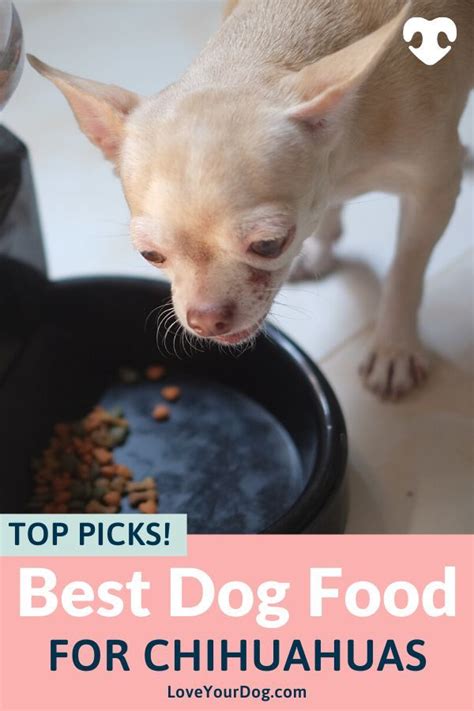 Senior chihuahuas will go crazy with this because it comes with six different flavors, including beef, chicken, pot roast, filet mignon, porterhouse steak, and grilled chicken. Best Dog Foods For Chihuahuas: Puppies, Adults & Seniors ...