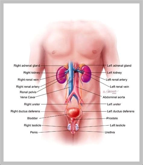 Anatomical systems and charts for study. Anatomy - Page 9 - Graph Diagram