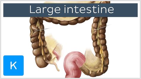 On its proximal (near) end, the small intestine—beginning with the duodenum—connects to the stomach. Where Small And Large Intestine Connect / Difference Between Small And Large Intestine ...