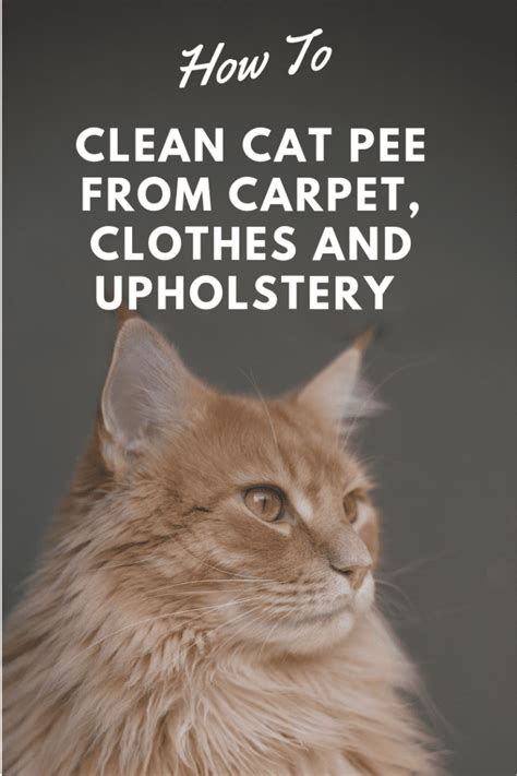 It is no secret that carpets bare the full brunt of pets shedding. How to Get Cat Pee Out of Clothes, Couches, Towels, Rugs ...