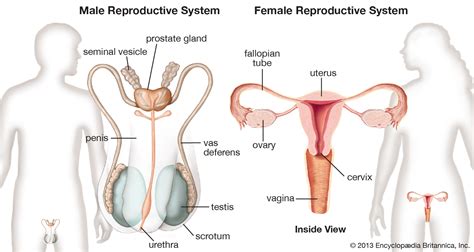 It is one of the essential processes that help in providing the continuation of the species. Human reproductive system - The female reproductive system ...