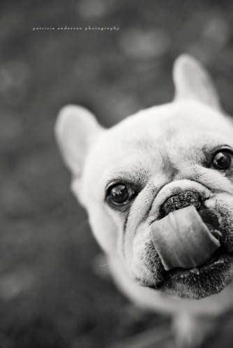 You can adopt your own frenchie via road. Zoot: A handsome frenchie up for adoption through the ...