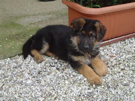Cuccioli disponibili esenti patologie ereditarie con eccellenti riproduttori, di pastore tedesco, alta genealogia. Vendita cucciolo Pastore tedesco da Privato a Firenze ...