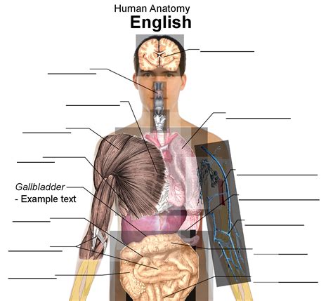 Human back bone chart, find out more about human back bone chart. Human Body Anatomy Basics Clip Art at Clker.com - vector ...