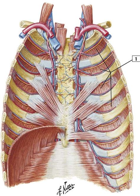 Your rib cage plays three important roles within your musculoskeletal system:: Posterior Rib Cage Muscles : Introduction Anatomy Thoracic ...