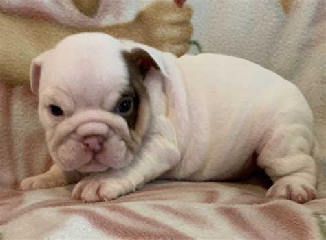 Bulldog puppies are prone to certain skills. English Bulldog Puppies For Sale | Kansas City, KS #334866