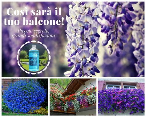 Le piante da balcone saranno ovviamente da tenere in vaso. Fiori da balcone pendenti: 3 piante a cascata facili da ...