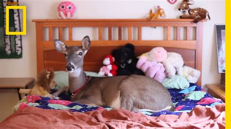 Her favorite new food she has tried is banana puffs for babies. Dillie the Deer: Love on Tiny Hooves - YouTube