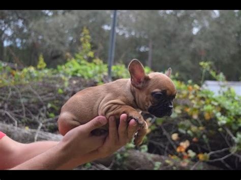 Get a boxer, husky, german we have some beautiful pure bred french bulldogs for sale. French Bulldog puppy for Sale, Female, French bulldog ...