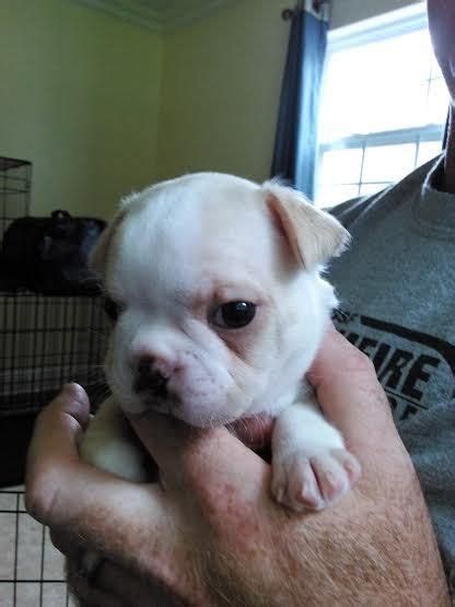 Akc with full breeding rights. Boston Terrier Puppies For Sale | Tampa, FL #146589