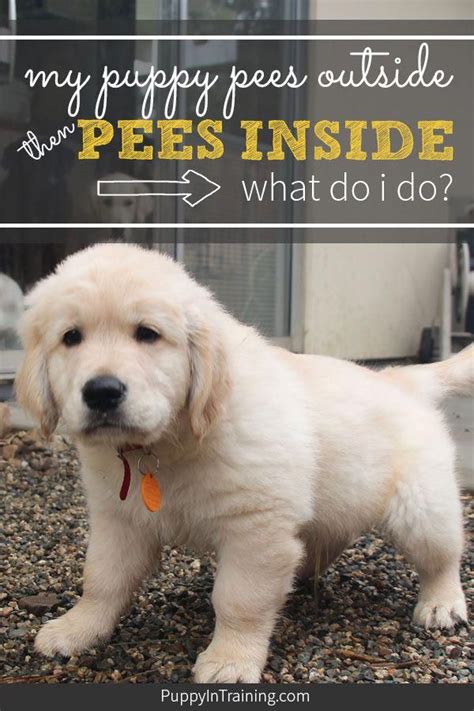 From that point on, though, you need to establish a habit that could take upwards of two to w hen it comes to potty training dogs, there is a general belief that small breeds are incredibly difficult to work with. My Puppy Pees Outside Then Pees Inside | Potty training ...