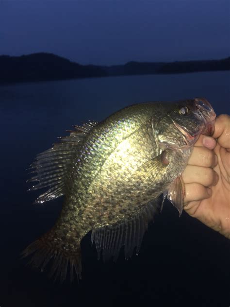 Green pumpkin and brown and orange are some of my colors i like this time of the year. Dale Hollow Lake TN Fishing Reports, Map & Hot Spots