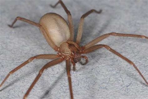 A picada e o veneno da aranha marrom. Aranha Marrom. Sintomas da picada, perigos e cuidados ...