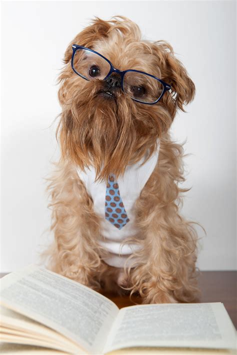 And their minds are still developing. Ian Dunbar's Top Ten Tips To Become A Successful Dog ...