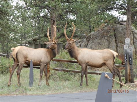 Featured cabins in estes park. Taken outside our cabin in Estes Park | Estes park, Park ...