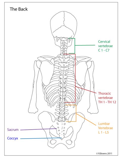 Download lower back skeleton diagram and use any clip art,coloring,png graphics in your website, document or presentation. Paint Draw Paint, Learn to Draw: Anatomy Basics: The ...