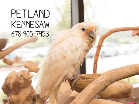 These fairly white colored birds stuff the greatest aspects of cockatoos into a smaller sized. Goffin Cockatoo-BIRD-Male-White-2067967-Petland Kennesaw