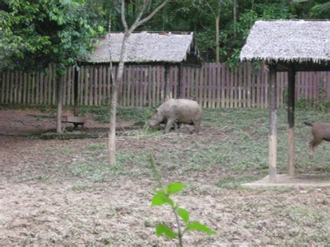 My last visit to lok kawi wildlife park (taman hidupan liar) was in mar last year. Taman Hidupan Liar Lok Kawi