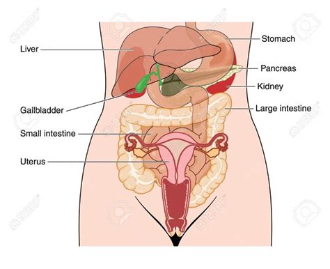 A collection of articles covering abdominal anatomy, including abdominal wall anatomy and abdominal cavity anatomy. Diagram Female Anatomy . Diagram Female Anatomy Photos ...