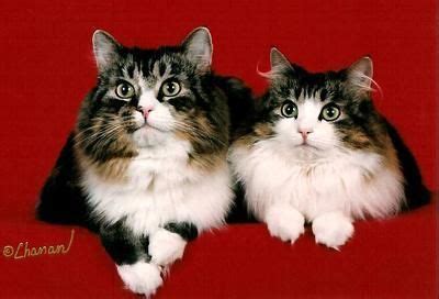 Norsk skogkatt or norsk skaukatt) is a breed of domestic cat originating in northern europe. Kashi Saga - Norwegian Forest Cat Breeder New Jersey, USA ...