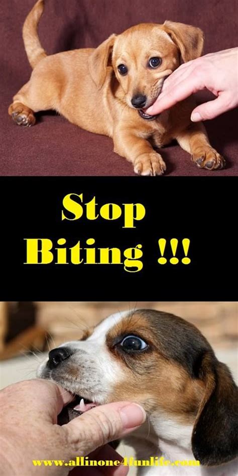 Find out more with purina. How Тo Stop Puppy Biting - Train А Dog Not Тo Bite (VIDEO ...