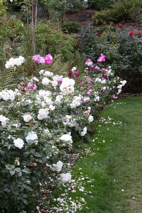 Staying near peninsula park rose garden Roses. Portland Rose Garden. 9/2011. | Garden, Plants, Flowers