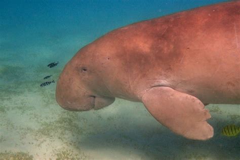 Ben cropp meets with scientists and experts from the great barrier reef marine. Dugong-Mermaid-Cow-India-Madras-Courier-Slider800X535-a ...