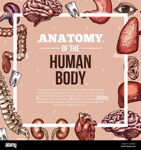 Anatomie du corps humain esquisse poster vectoriel des organes internes ...