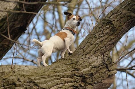 It is very active indoors. Jack Russells were bred to relentlessly pursue their ...